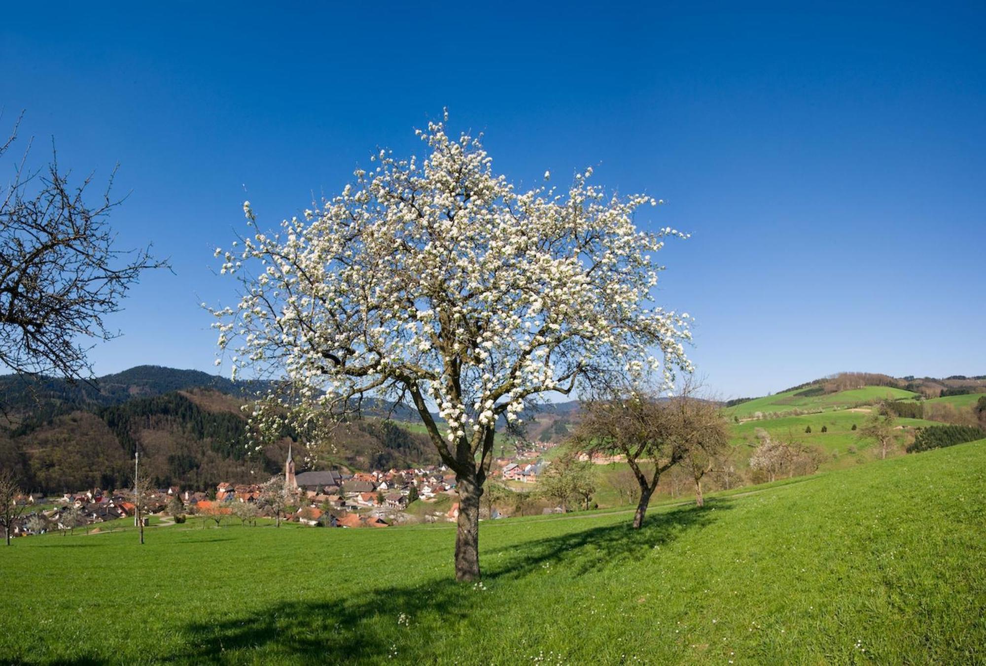 Ferienwohnungen Golla-Lang Oberharmersbach Zewnętrze zdjęcie